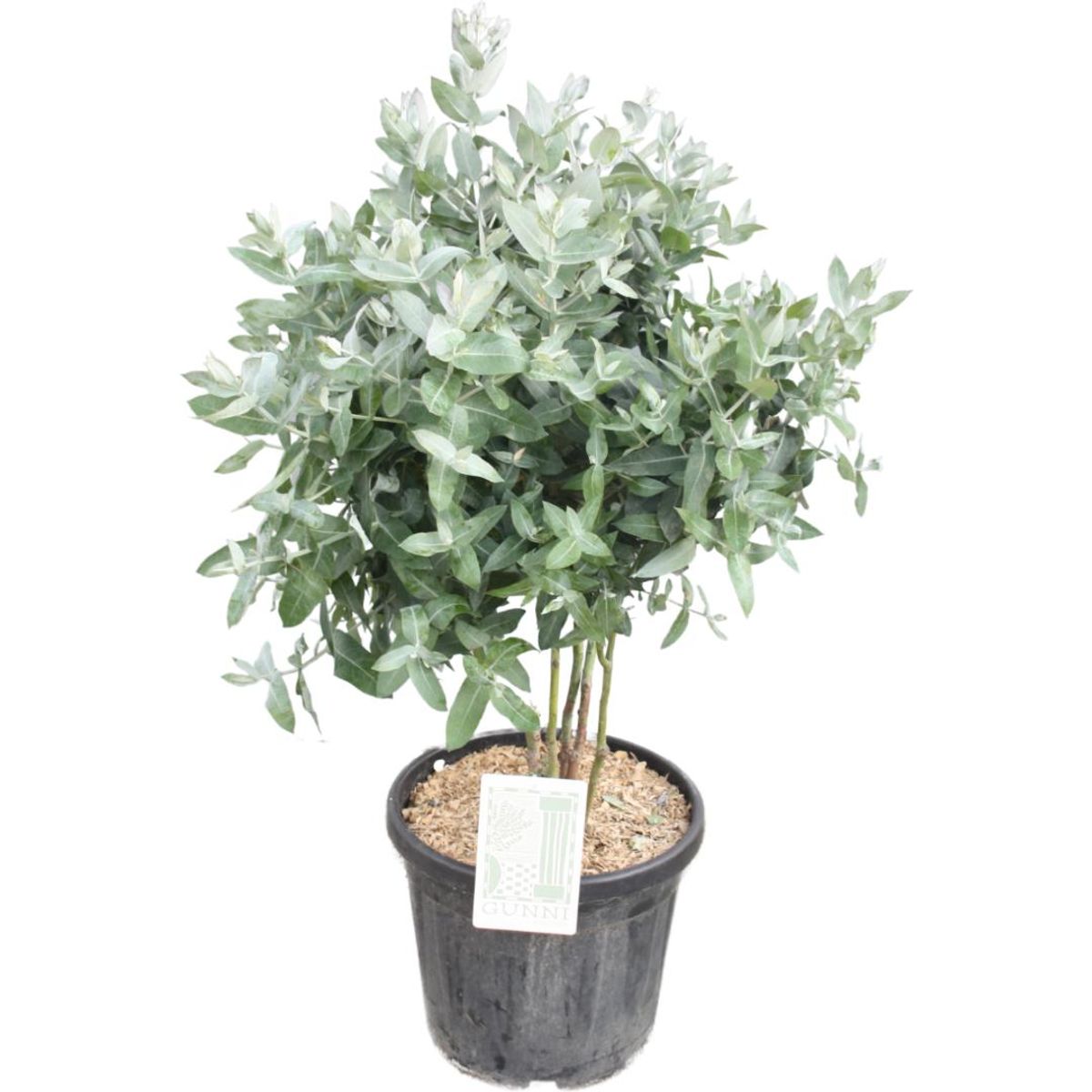 Eucalyptus globulus — Plant Wholesale FlorAccess