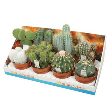 Cactus MIX