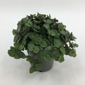 Plante de tortue - Calissia Repens par 6 pièces - PetFriendly - Plante  d'intérieur ⌀12 cm - ↕20 cm