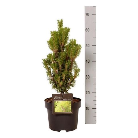 Pinus heldreichii 'Malinki'
