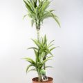 Dracaena fragrans 'Lemon Lime'
