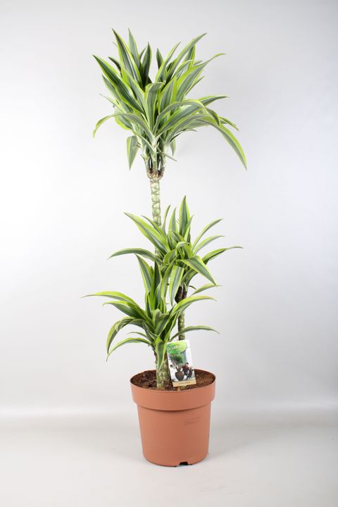 Dracaena fragrans 'Lemon Lime'