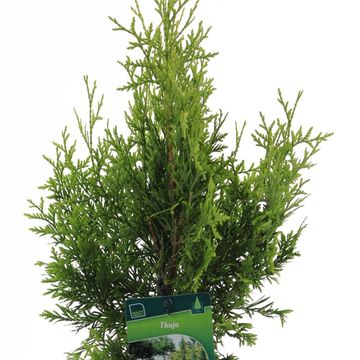 Thuja occidentalis 'Golden Brabant'