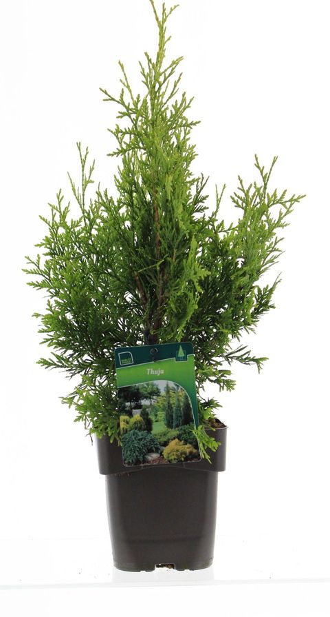 Thuja occidentalis 'Golden Brabant'