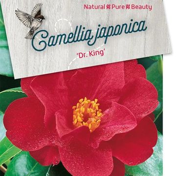 Camellia japonica 'Dr King'