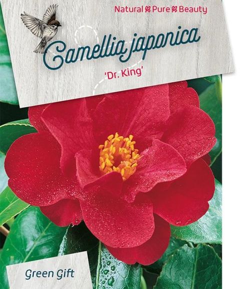 Camellia japonica 'Dr King'