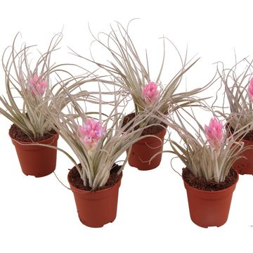 Tillandsia 'Cotton Candy'