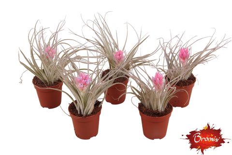 Tillandsia 'Cotton Candy'