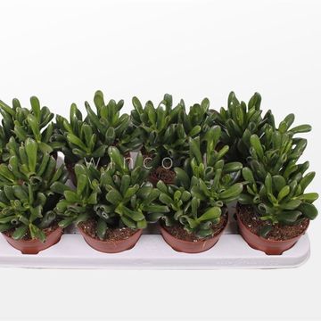 Crassula ovata 'Giant Hobbit'