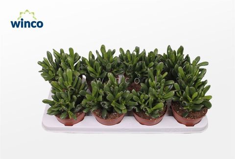 Crassula ovata 'Giant Hobbit'