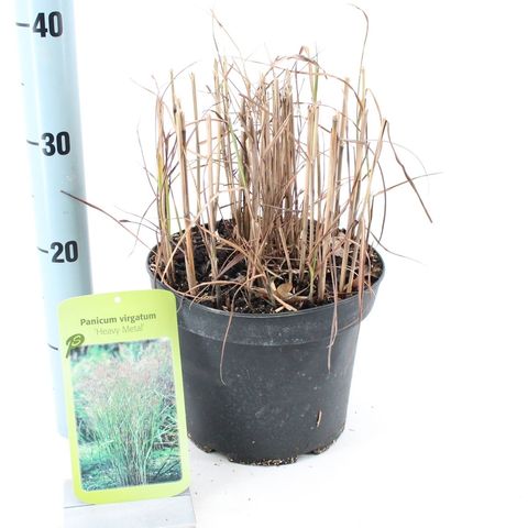Panicum virgatum 'Heavy Metal'