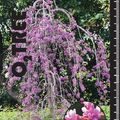 Cercis canadensis ЛАВАНДЕР ТВИСТ