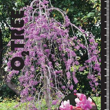 Cercis canadensis LAVENDER TWIST