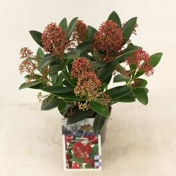 Skimmia japonica 'Rubella'