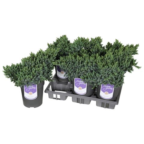 Juniperus squamata 'Blue Star'