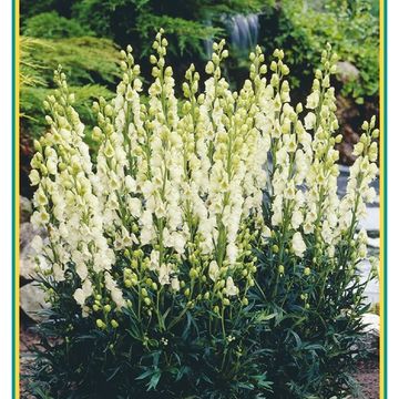 Aconitum napellus 'Album'