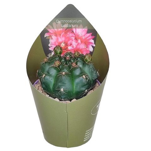 Gymnocalycium baldianum