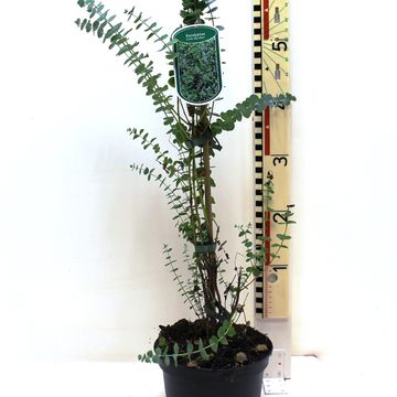 Eucalyptus 'Little Boy Blue'