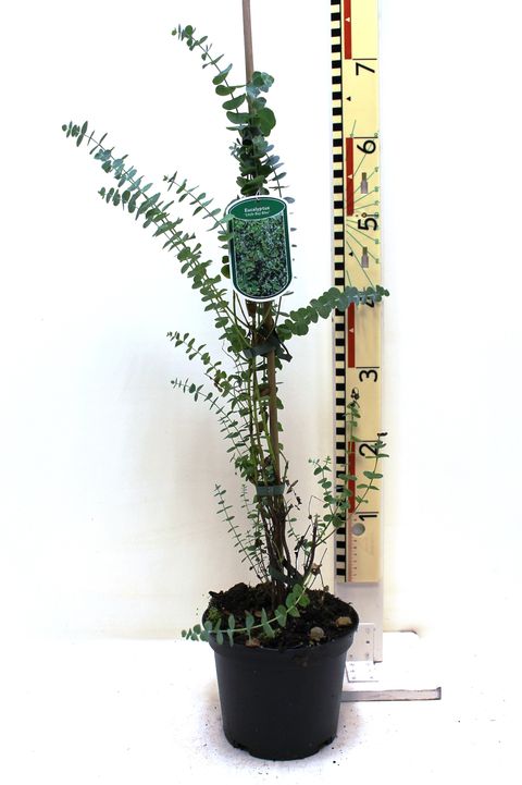Eucalyptus 'Little Boy Blue'