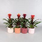 Guzmania FORTUNA MIX