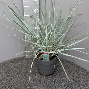 Leymus arenarius 'Blue Dune'
