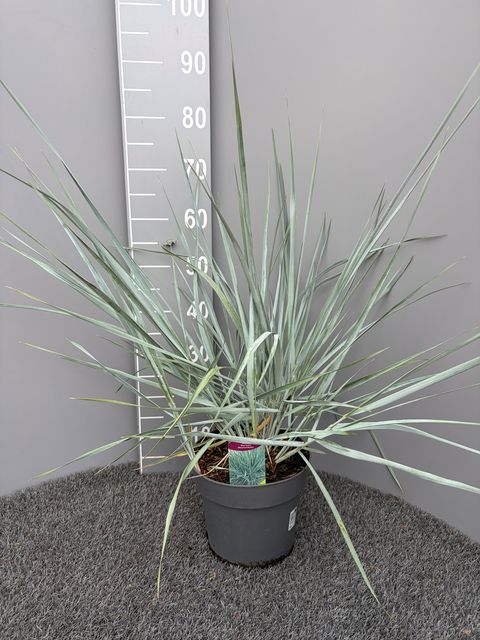 Leymus arenarius 'Blue Dune'