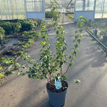 Prunus incisa 'Yamadei'