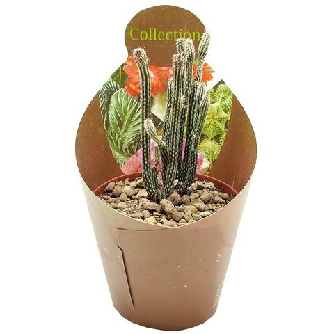 Echinocereus poselgeri