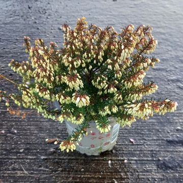 Erica carnea WINTERLADIES PINK