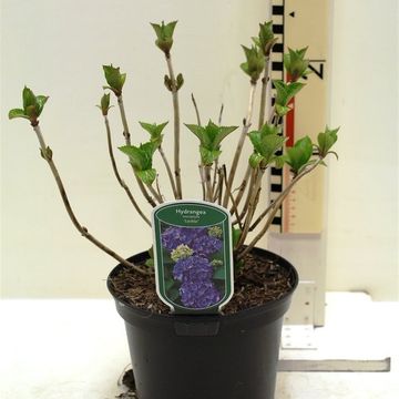 Hydrangea macrophylla 'Blauer Zwerg'