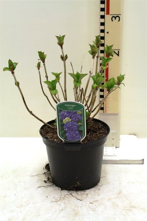Hydrangea macrophylla 'Blauer Zwerg'