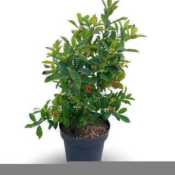 Nyssa sylvatica