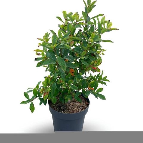 Nyssa sylvatica