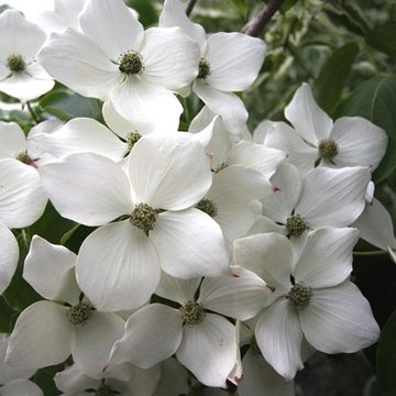 Cornus kousa 'Wieting's Select'