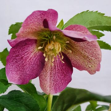 Helleborus orientalis