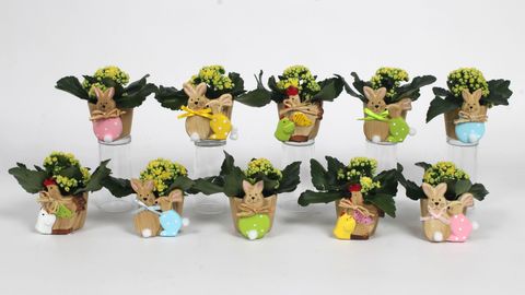 Kalanchoe blossfeldiana PERFECTA YELLOW