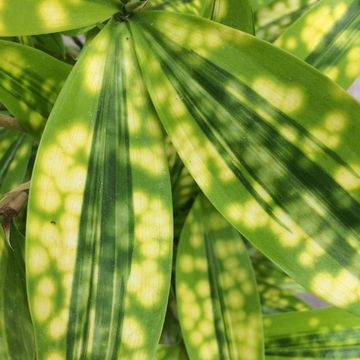 Dracaena surculosa 'Mike'