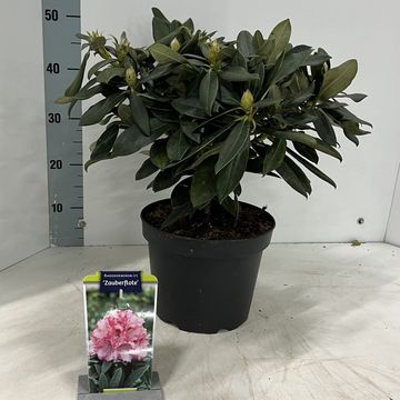 Rhododendron 'Цауберфлёте' (Y)