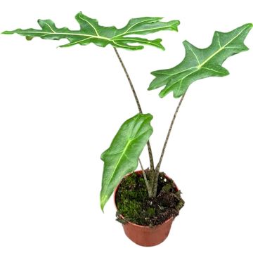 Alocasia portei