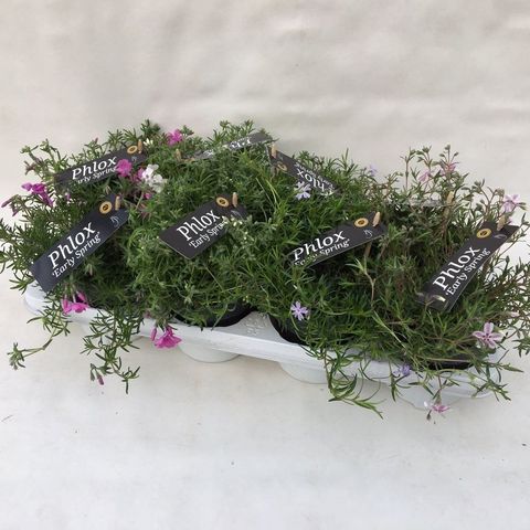 Phlox SUBULATA MIX — Växter grossist FlorAccess