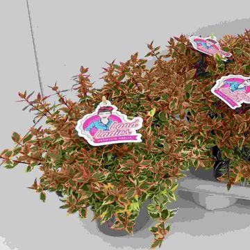 Abelia x grandiflora 'Lady Peach'