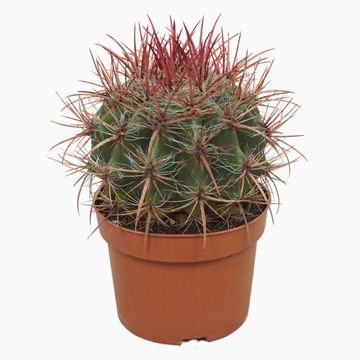 Ferocactus stainesii