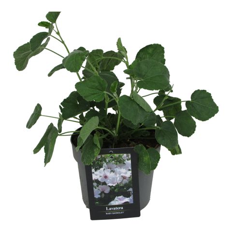 Lavatera 'Barnsley'