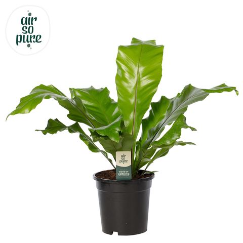 Asplenium nidus