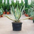 Agave americana 'Variegata'