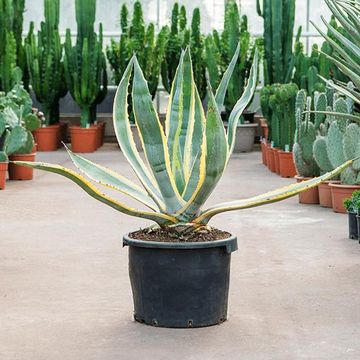 Agave americana 'Вариегата'