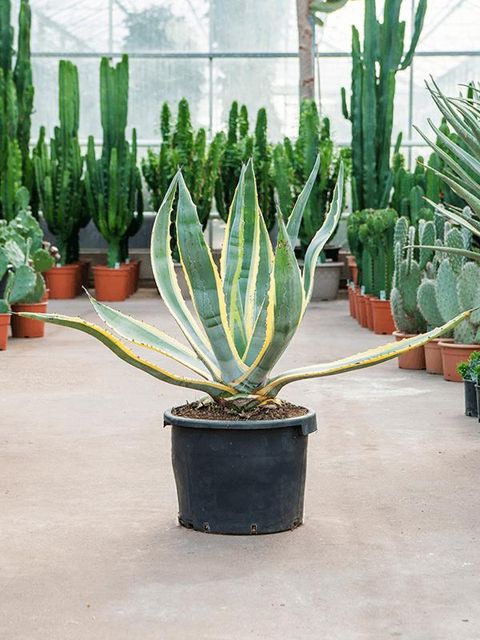 Agave americana 'Variegata'