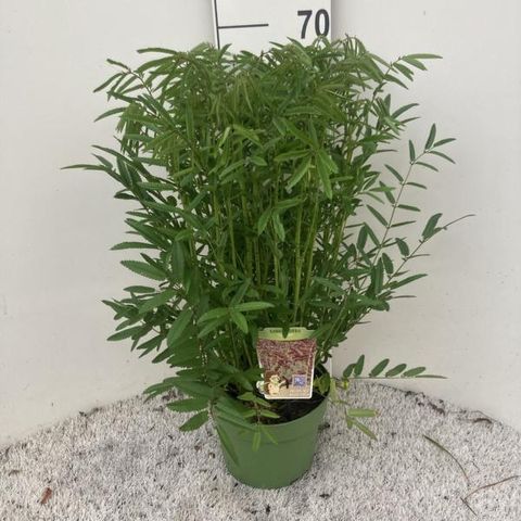 Sanguisorba 'Scapino'