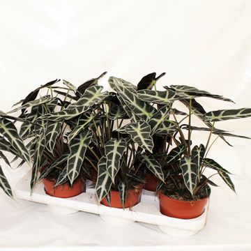 Alocasia BAMBINO ARROW