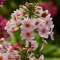 Primula japonica 'Apple Blossom'